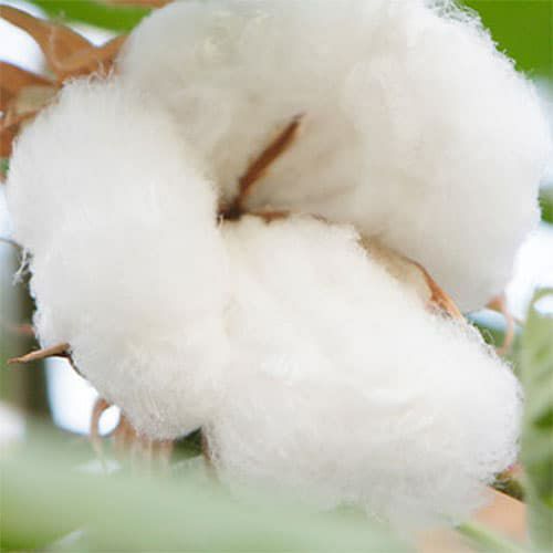 オーガニックコットン